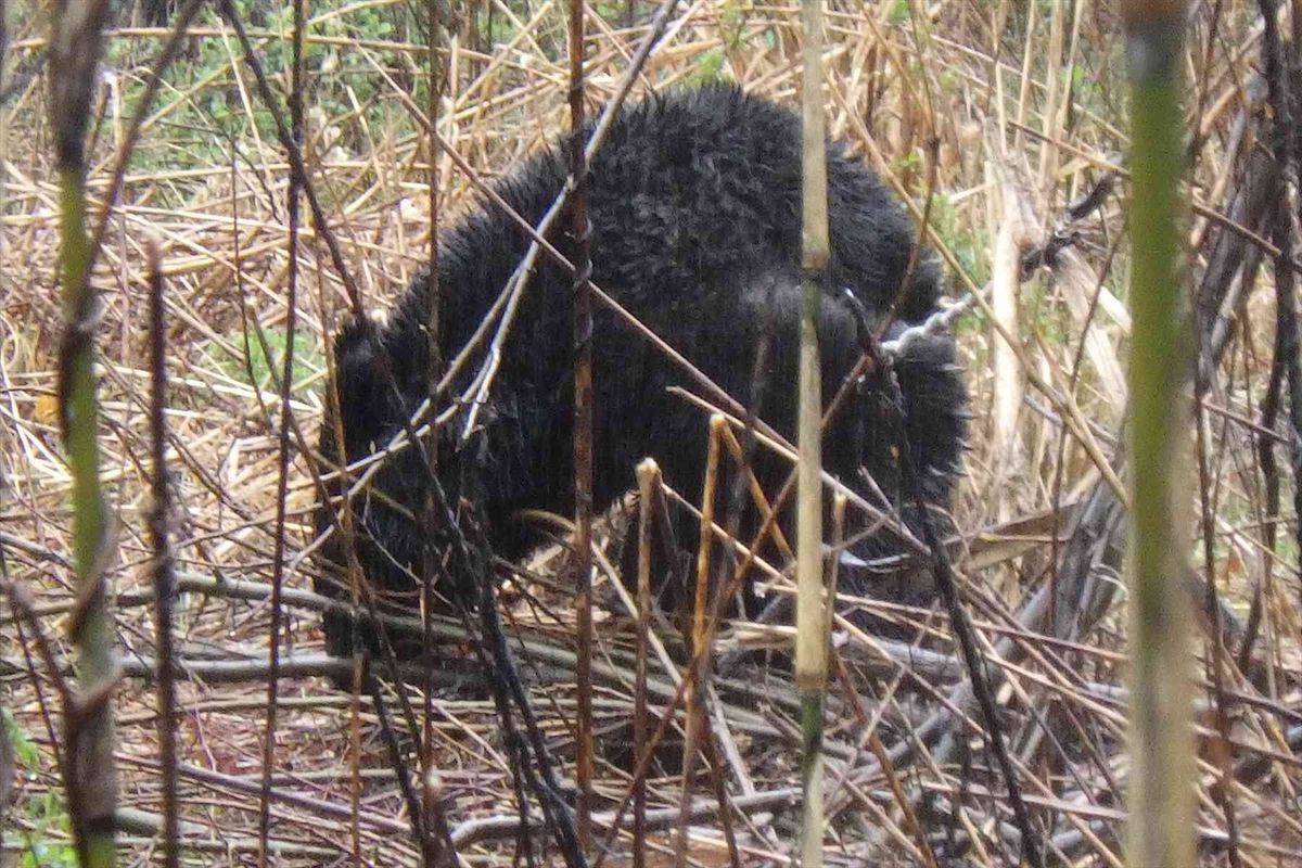 浜通りでツキノワグマを“初めて捕獲”　逃がすこと検討も殺処分・福島