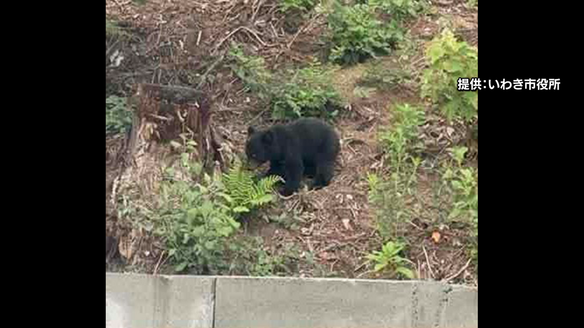 「いわき市にはクマはいない」という常識覆る...市が4例目「ツキノワグマ」と断定 福島