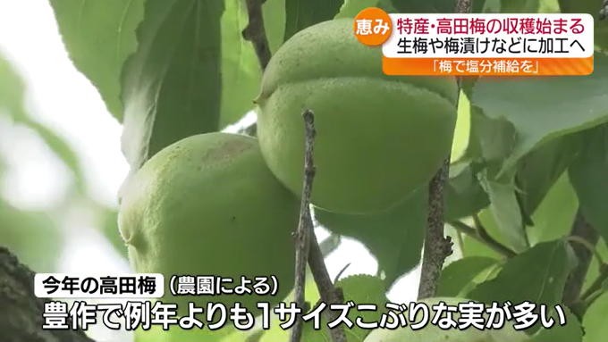 “梅雨”の由来とも？会津美里町で特産「高田梅」を収穫　雨のシーズンを迎える準備も