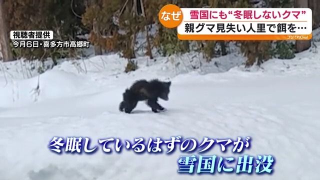 残酷な言い方をするが…除去しておいたほうが…」真冬でも行動続ける熊