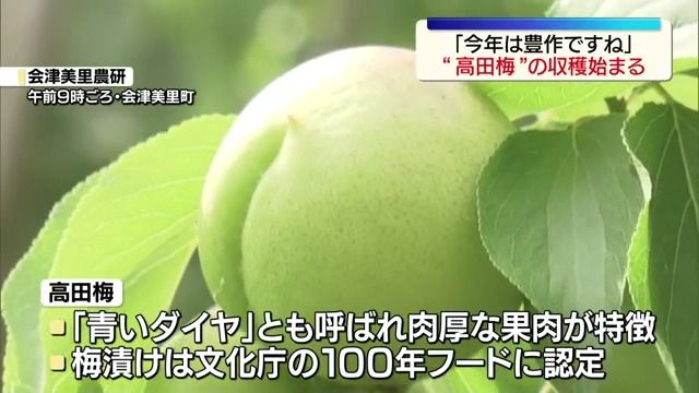 今年はほうさくですね」会津美里町で特産の「高田梅」の収穫が始まる