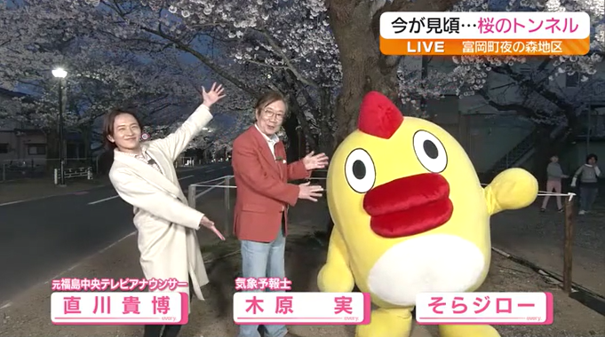 【news every.とコラボ中継】満開！富岡町の“夜の森の桜並木”　美しい桜の表情をたっぷりお届け
