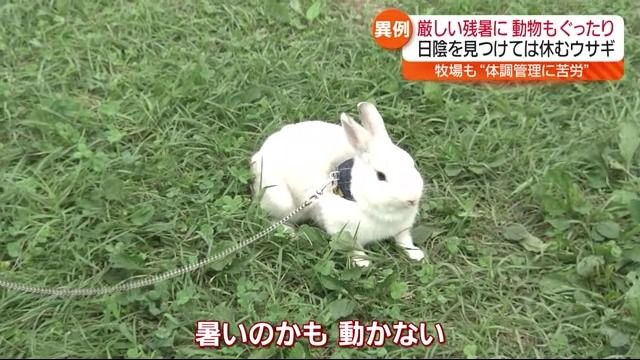 異例の残暑に苦労　厳しい暑さにウサギもバテ気味　各地の最高気温30度超え　福島県