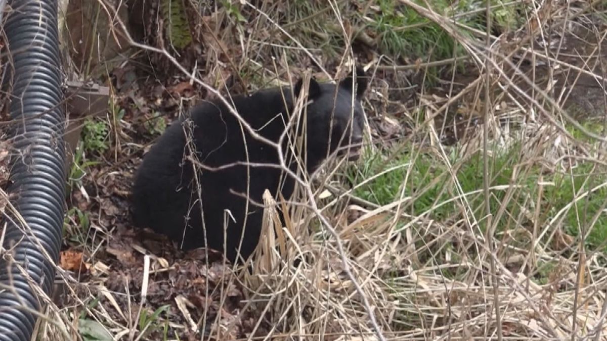 【熊に注意】11日会津美里町の県道 道路を横断する熊1頭 連日熊の目撃相次ぐ