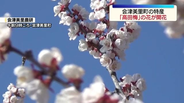 高田梅」の花が開花…梅畑は薄いピンク色の可憐な花で覆われる 福島