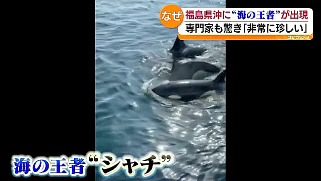 福島県沖で“海の王者“シャチ現る…専門家もビックリ！「シャチだと