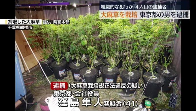 大麻草を営利目的で栽培した疑い　東京都の男を逮捕　逮捕者は4人目　組織的な犯行か