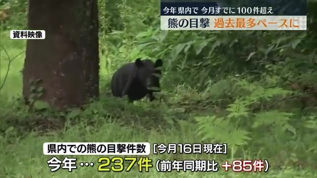 【過去最多ペース　福島県内の熊の目撃件数は6月16日時点で237件】前年同時期より85件増加