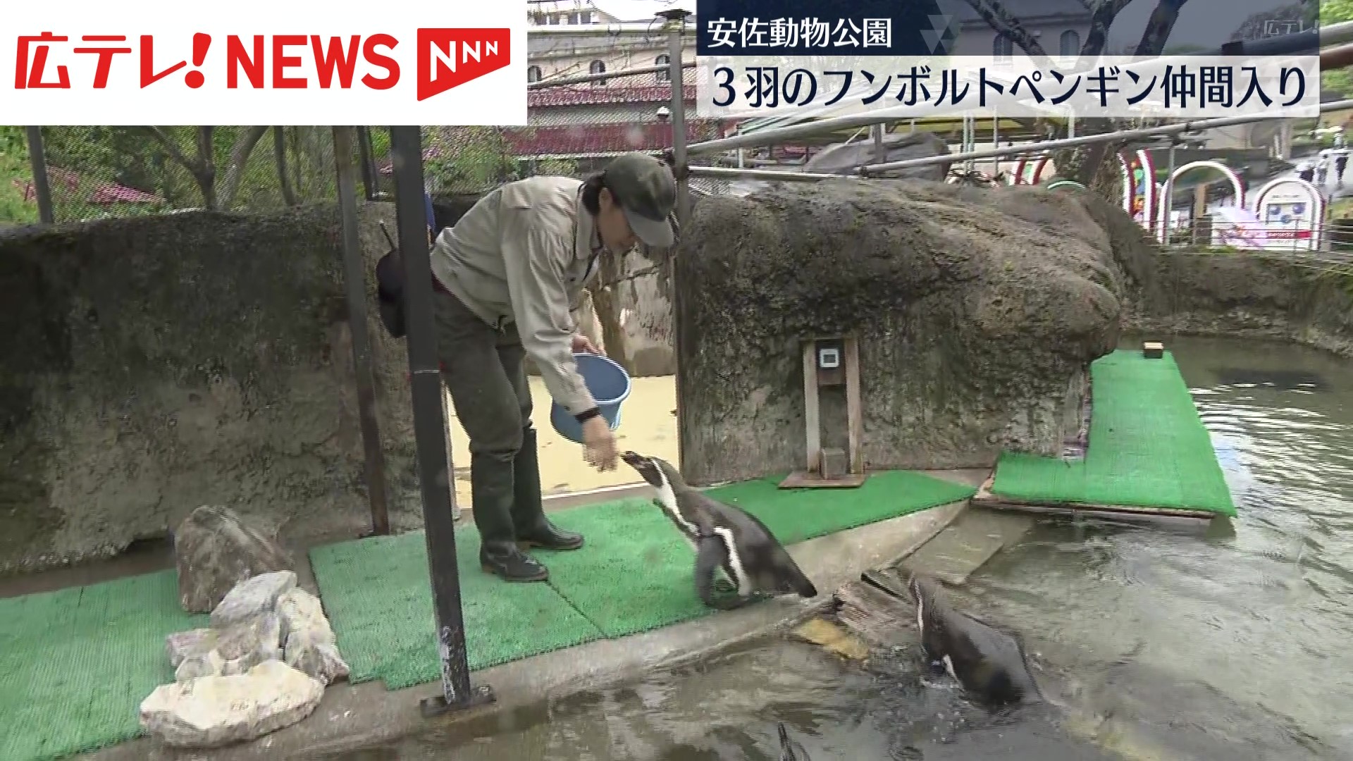安佐動物公園に3羽のペンギンが仲間入り！飼育員が生態を解説 広島