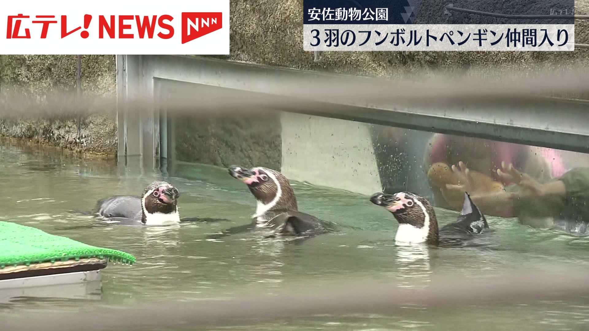 安佐動物公園に3羽のペンギンが仲間入り！飼育員が生態を解説 広島