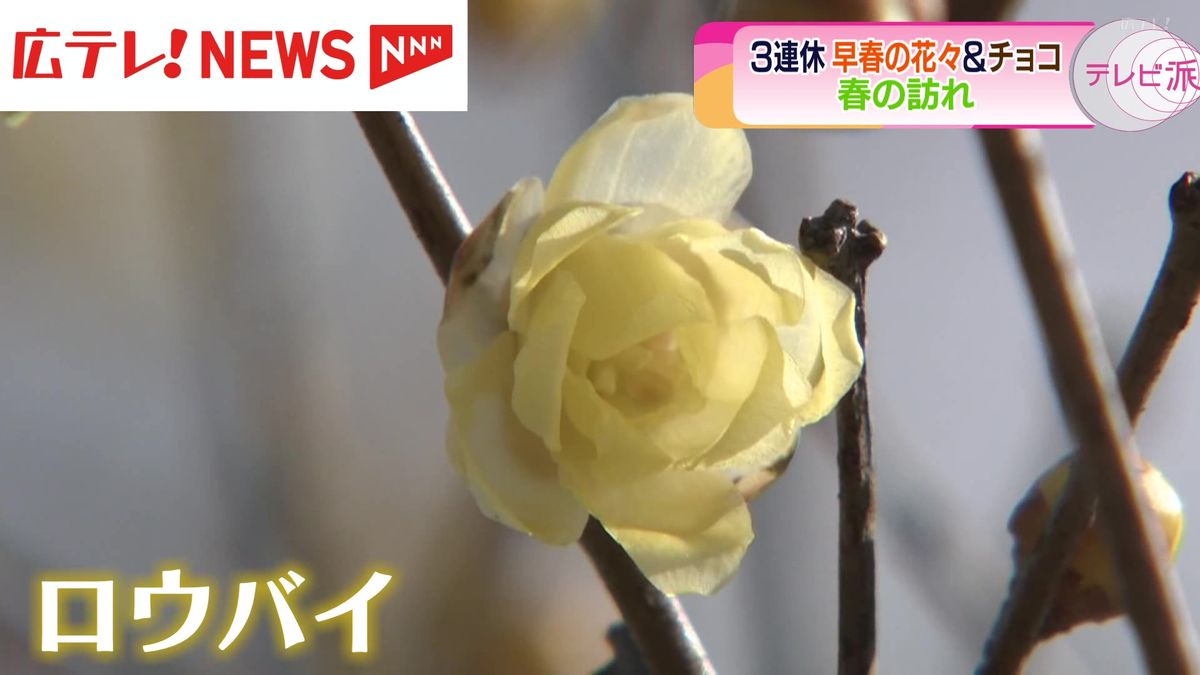 3連休最終日　広島でも春の訪れ　早春の花が見ごろ　広島市では3月上旬並みの暖かさ