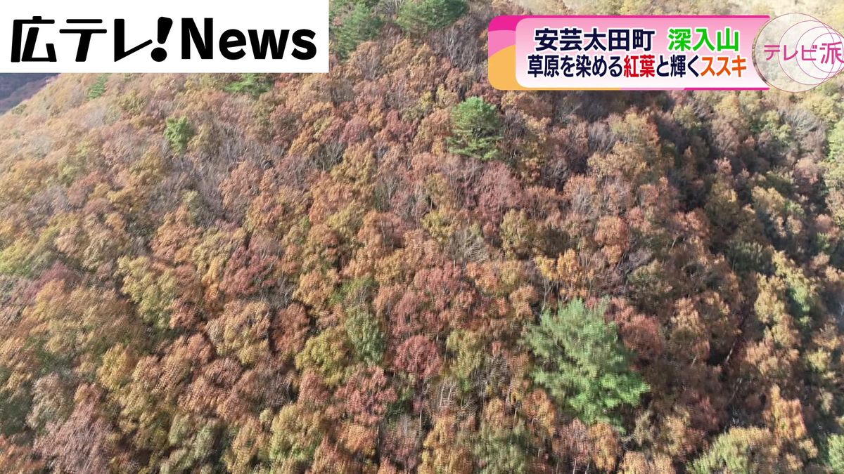 中国百名山の深入山で紅葉やススキが見ごろ　広島・安芸太田町