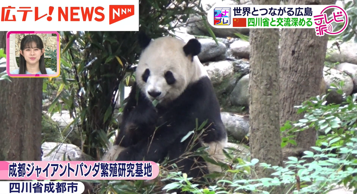 中国の皆さんもパンダが大好き！