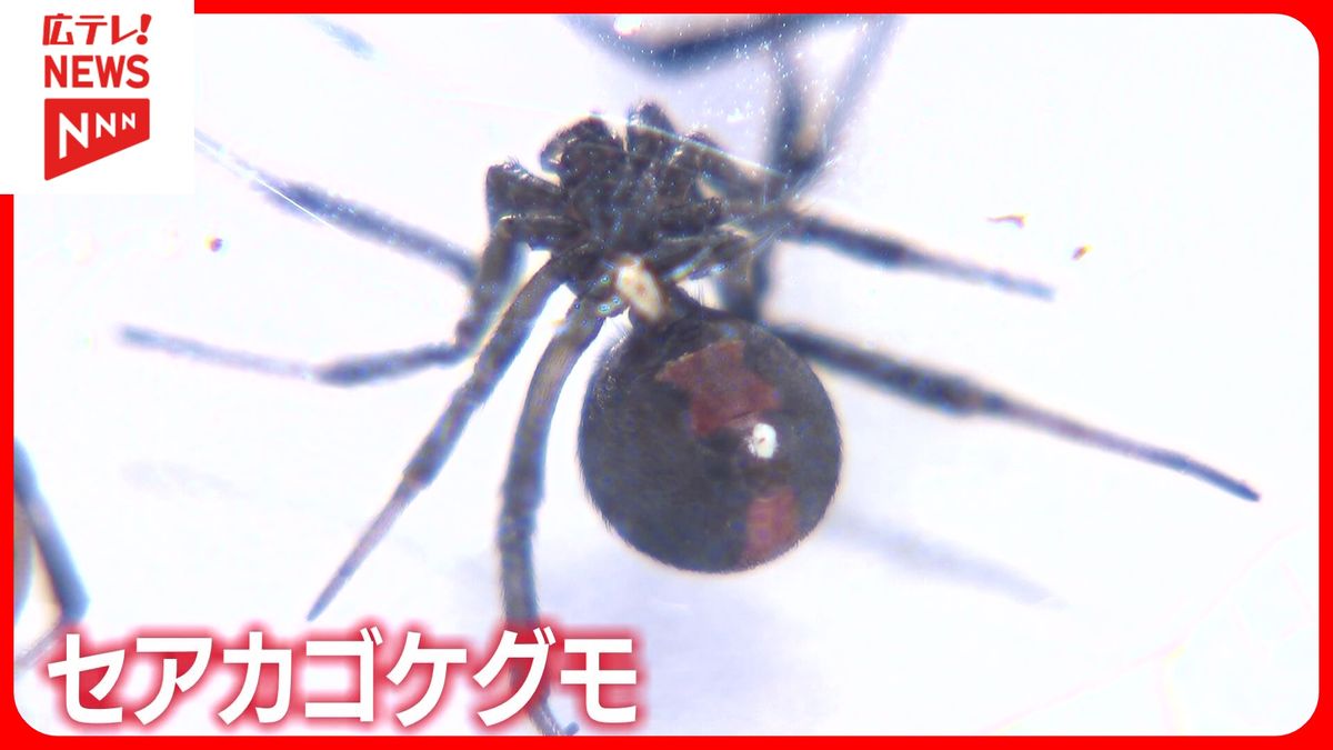 危険な毒グモが相次いで見つかる どう対応すれば・・・ 広島（2025年8