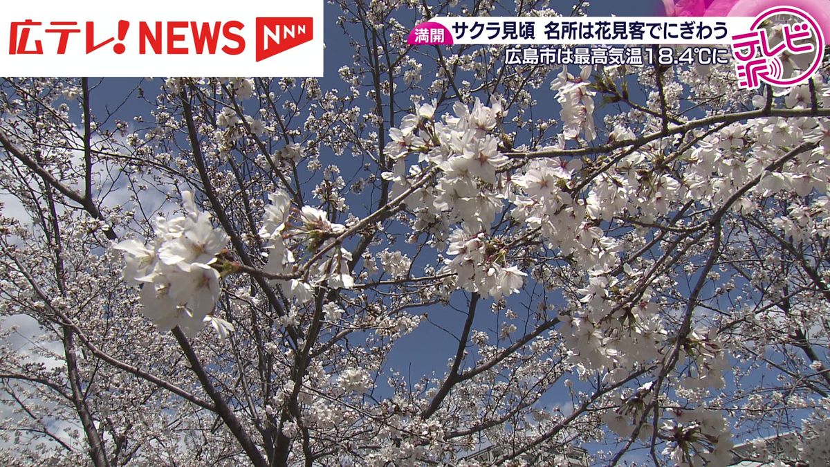 広島で桜が満開 県内各所は花見客で盛況（2025年4月2日掲載）｜広テレ 