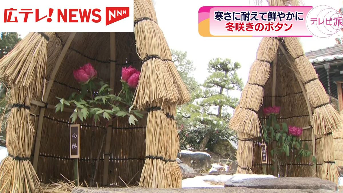 冬を彩る　冬咲きぼたん展・庄原