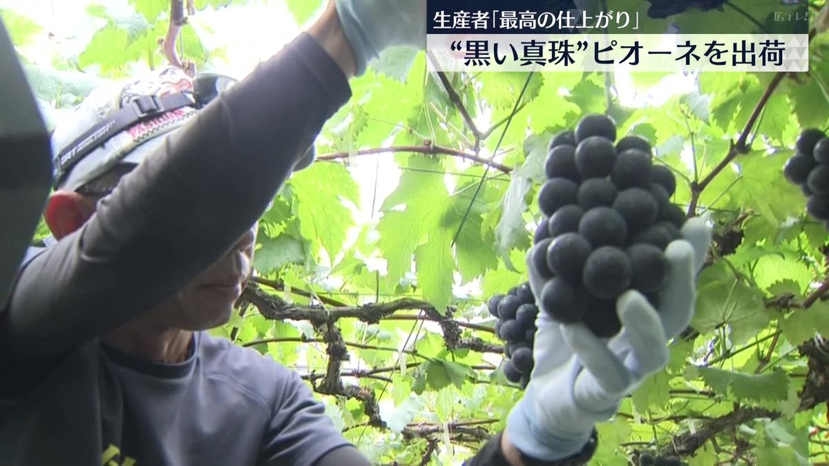 "黒い真珠"　高級ブドウのピオーネ出荷続く　広島・三次市