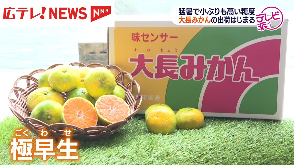 小ぶりでも糖度は十分！広島県呉市豊町で「大長みかん」の出荷始まる