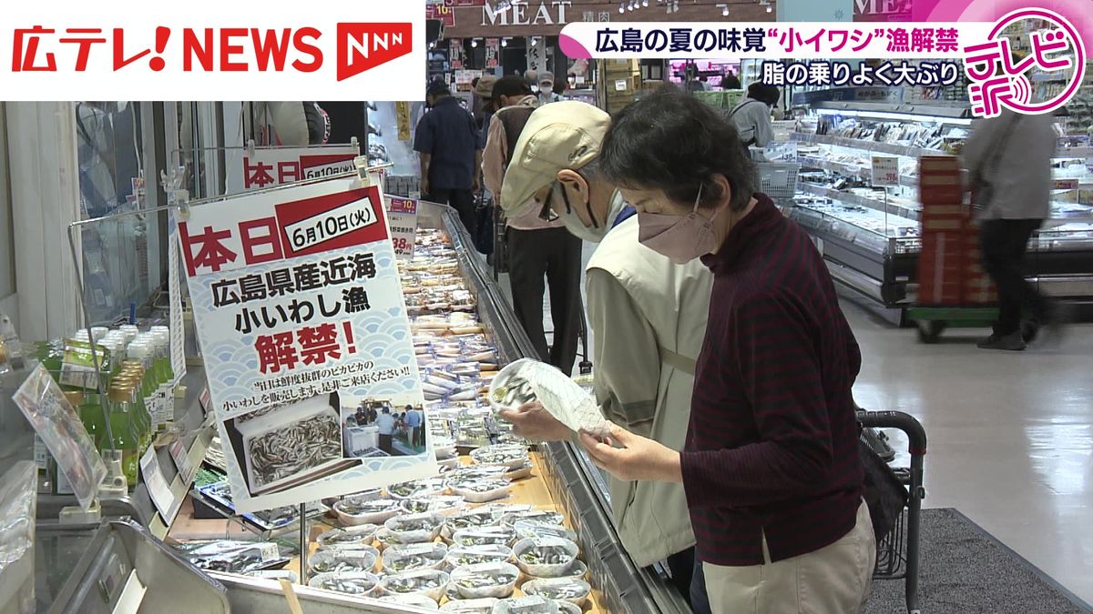 広島の夏の味覚　小イワシ漁が解禁　脂がよくのって大ぶり