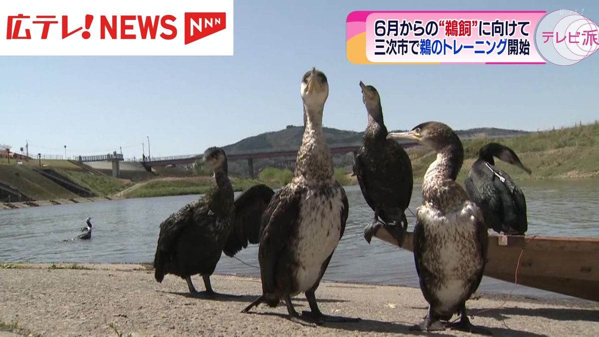 ４５０年の伝統を持つ三次の鵜飼　シーズンを前に「鵜慣らし祭」　広島・三次市