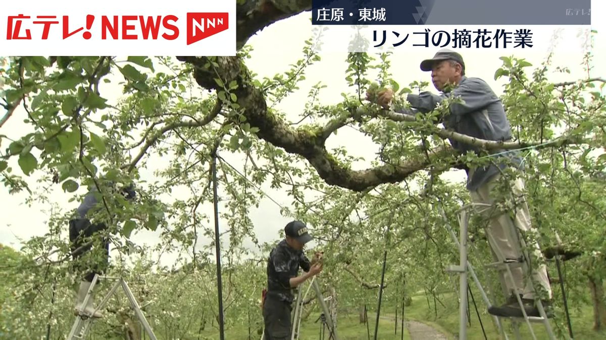 庄原市東城町のリンゴ園で摘花作業 