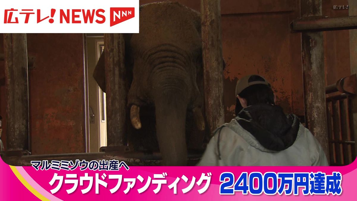 マルミミゾウ「メイ」出産などの費用　安佐動物公園のクラウドファンディングが目標達成　広島