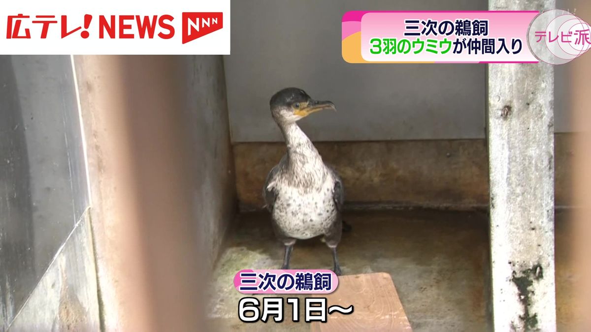 観光鵜飼に向けて新たなウミウが仲間入り　広島・三次市