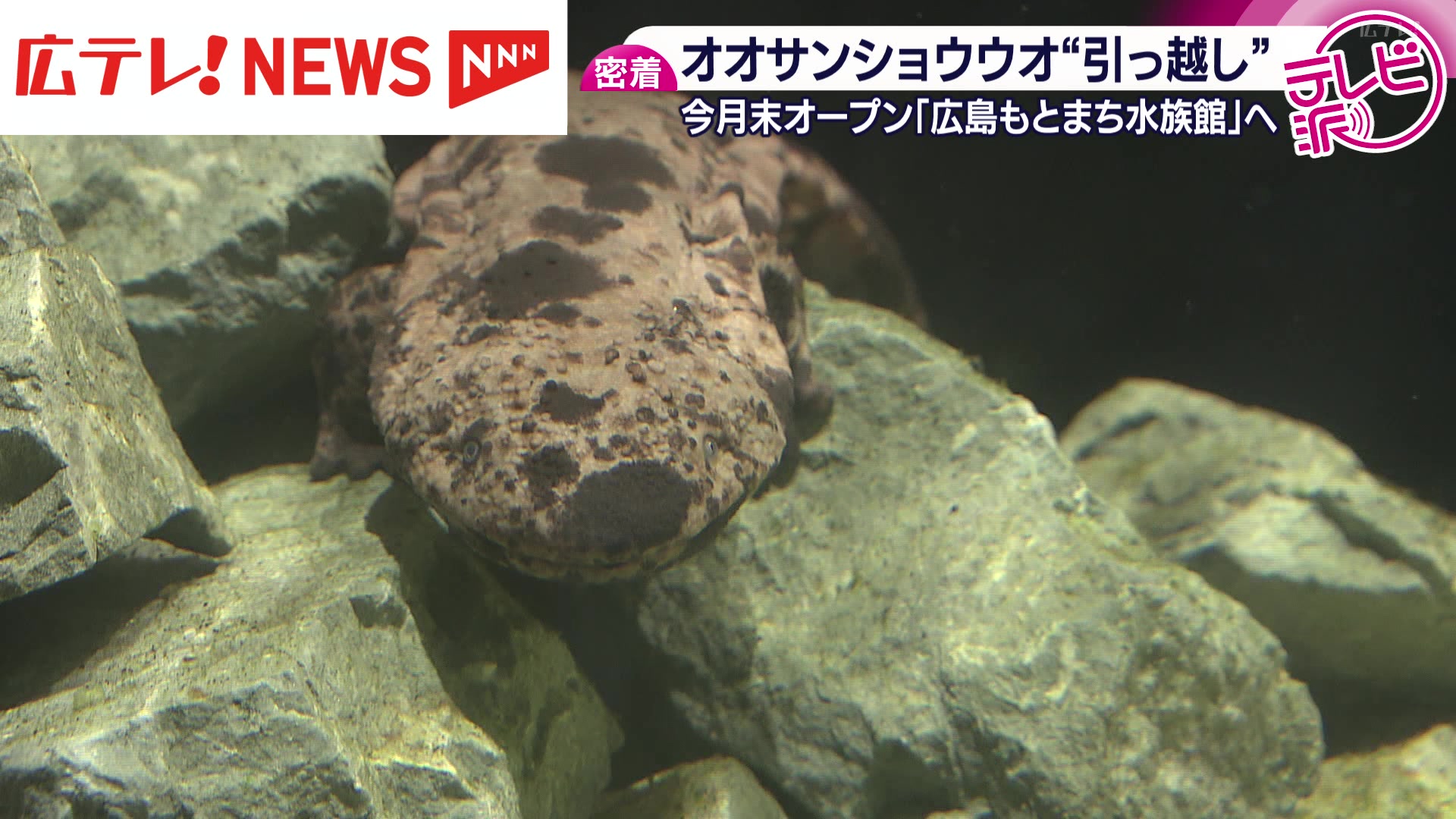 特集】オオサンショウウオたちの引越しに密着！ 「快適に過ごせるよう