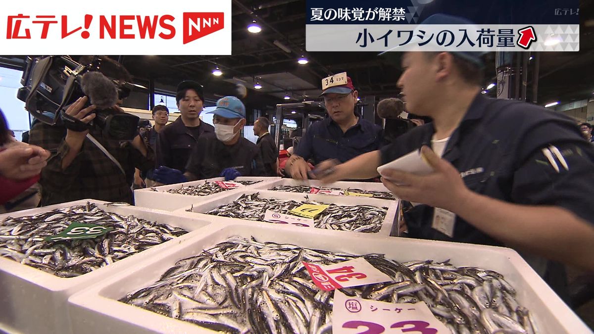 小イワシ漁解禁　去年を大きく上回る入荷　広島