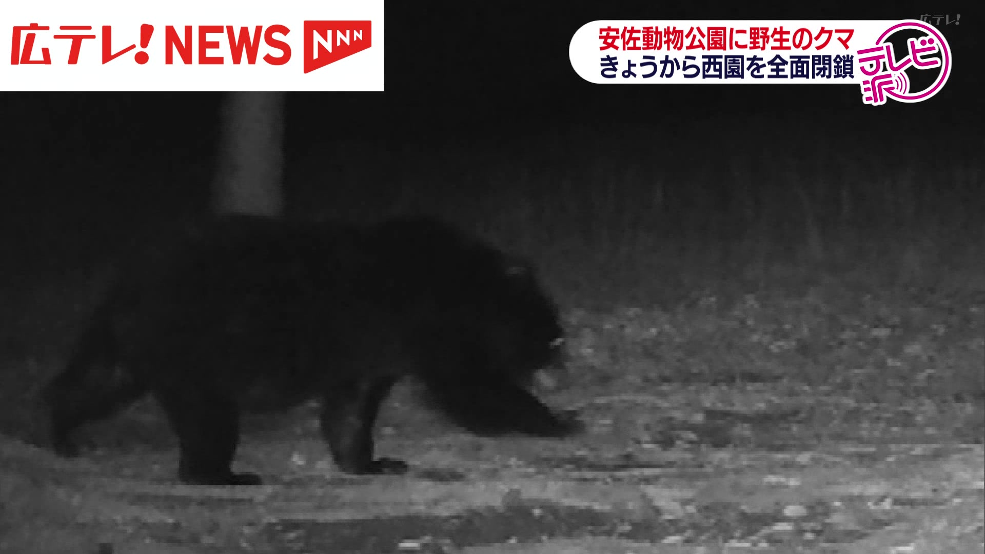 クマ出没】安佐動物公園で確認 西園を全面閉鎖（2024年10月18日掲載