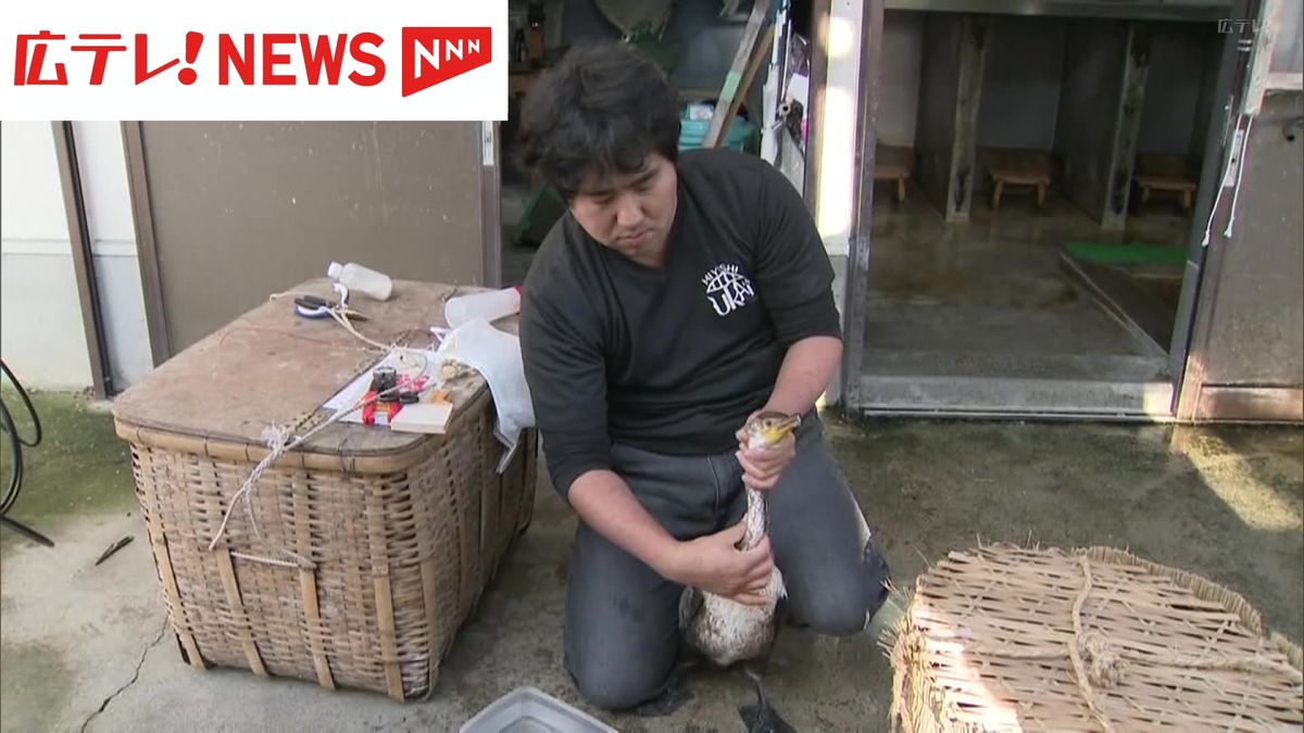 伝統の観光鵜飼に新ウミウ　３年後のデビュー目指す【広島・三次市】