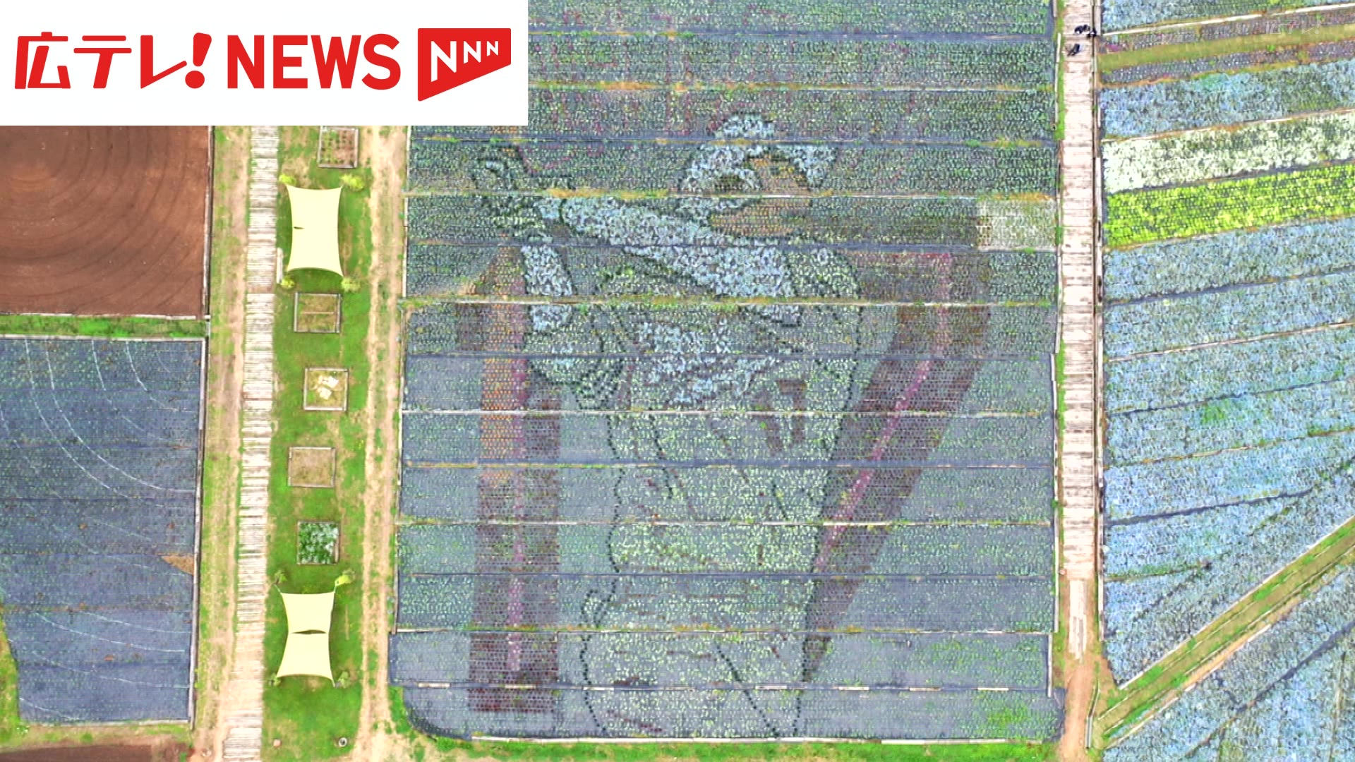 3万株のビオラやネモフィラで描かれた「大谷翔平」の花絵 広島・世羅町