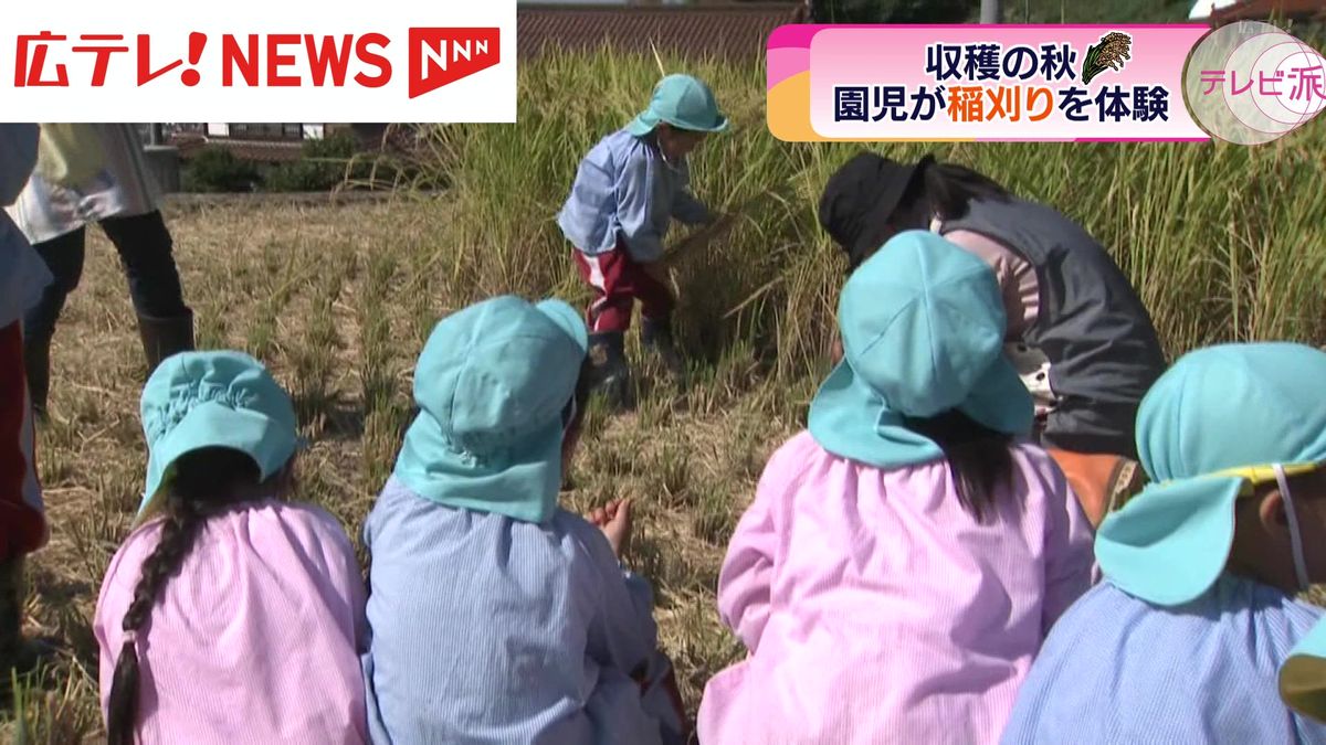 収穫の秋　幼稚園児たちが稲刈りに挑戦　広島・三次市