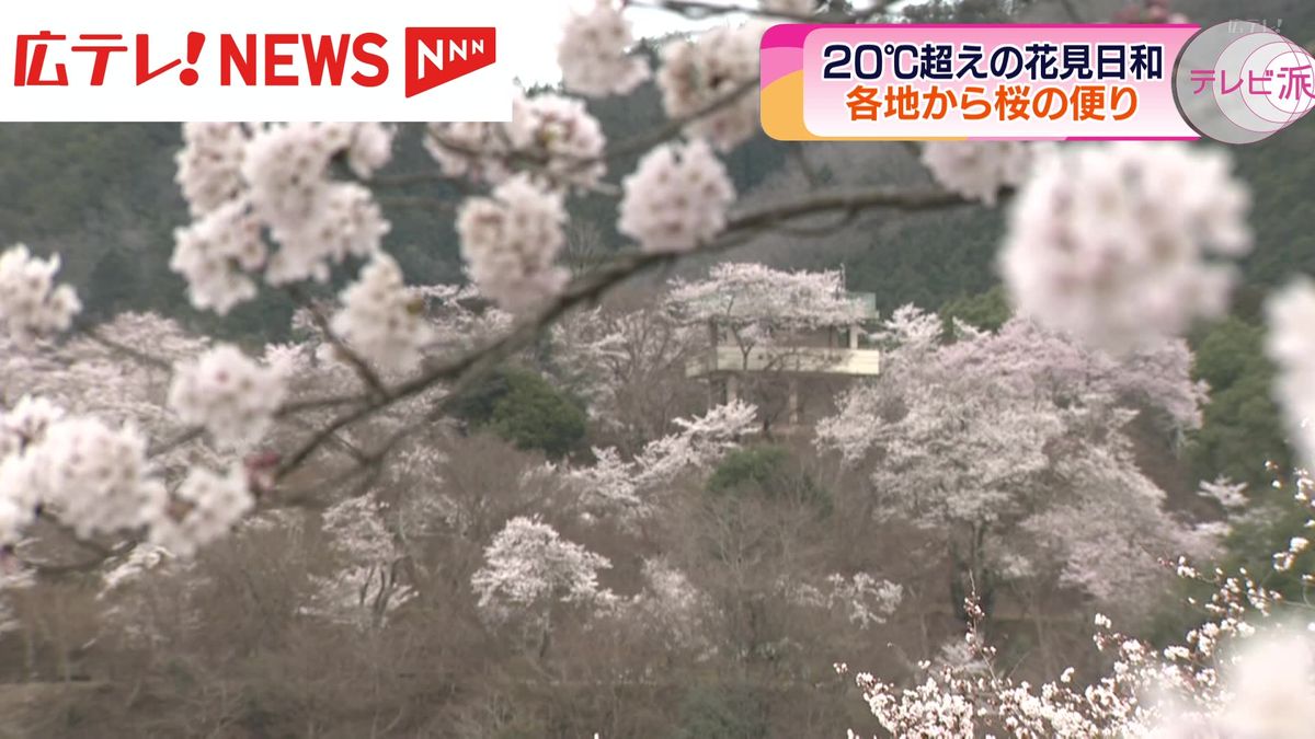 広島県北部の桜の名所、三次市の尾関山公園の周辺で桜が見ごろ　広島