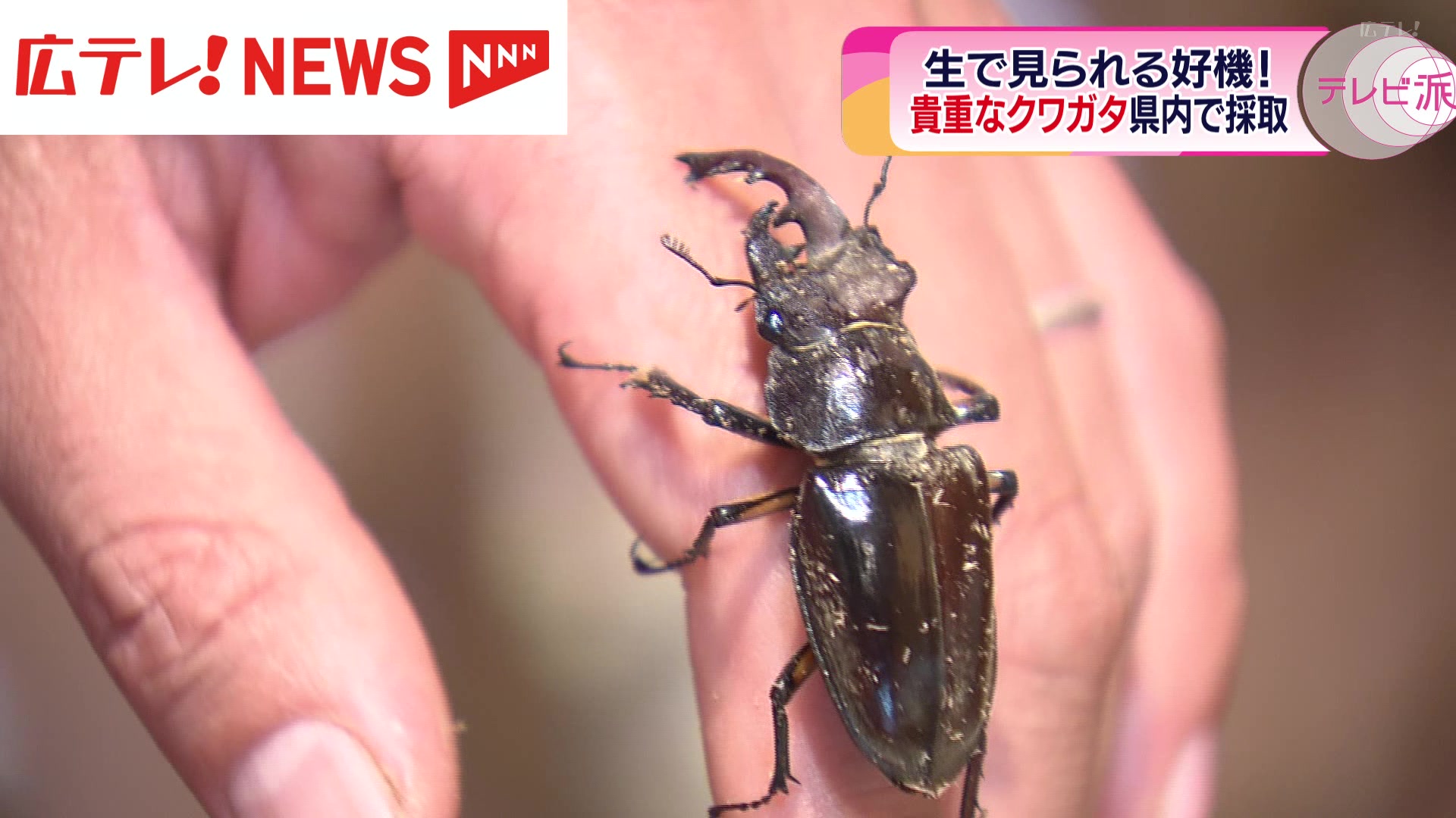 貴重なクワガタを広島県内で発見 「この機会を逃すと二度と見られないかもしれないというくらい珍しい」（2024年7月16日掲載）｜広テレ！NEWS NNN