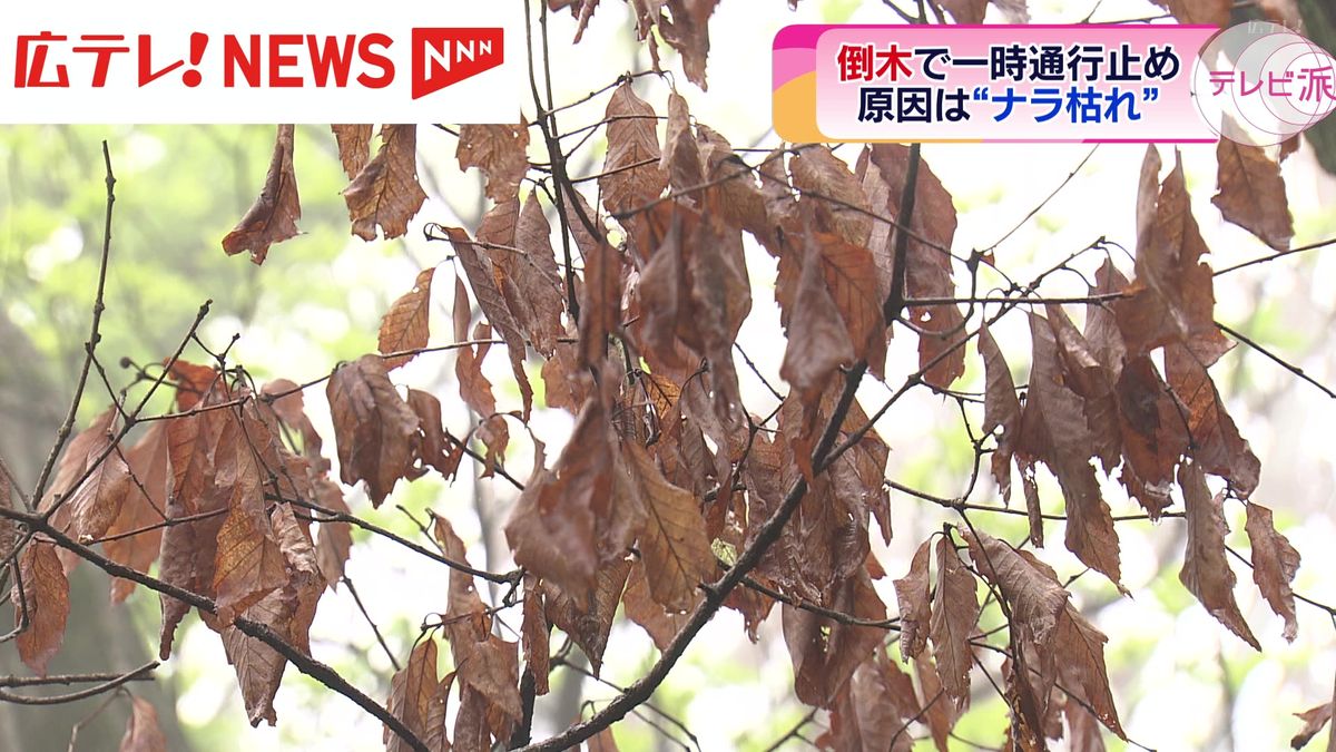 広島県内の木に異変？「ナラ枯れ」被害に警鐘
