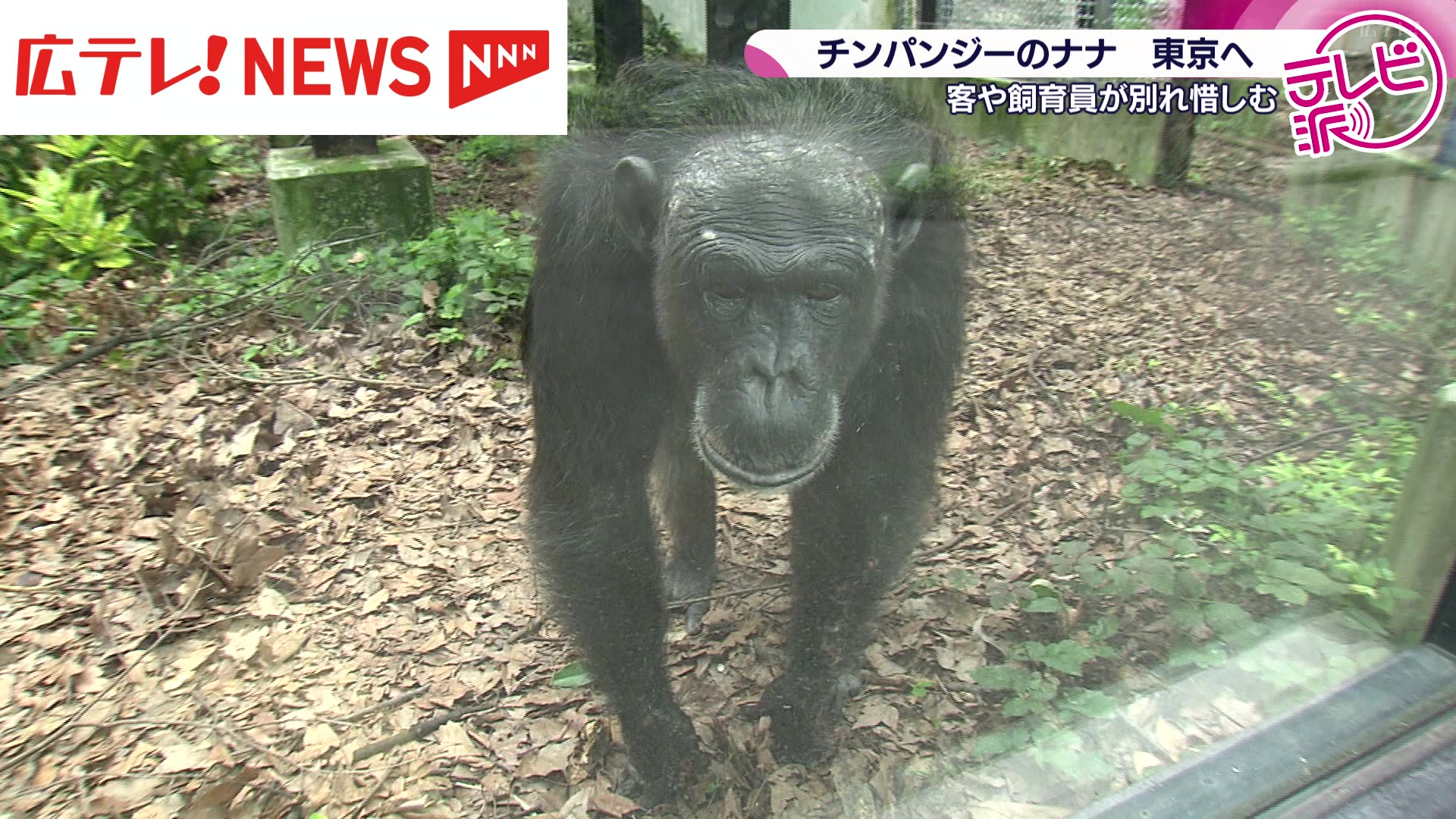人工授精で生まれたチンパンジーの“ナナ” 繁殖のため東京へ引っ越し