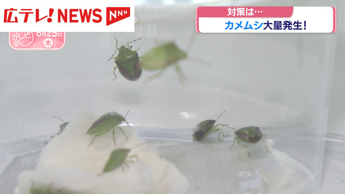 【カメムシ／発送方法修正】テレビ カメムシ大量発生に注意 高校生による対策研究が話題に（2026年6月25日