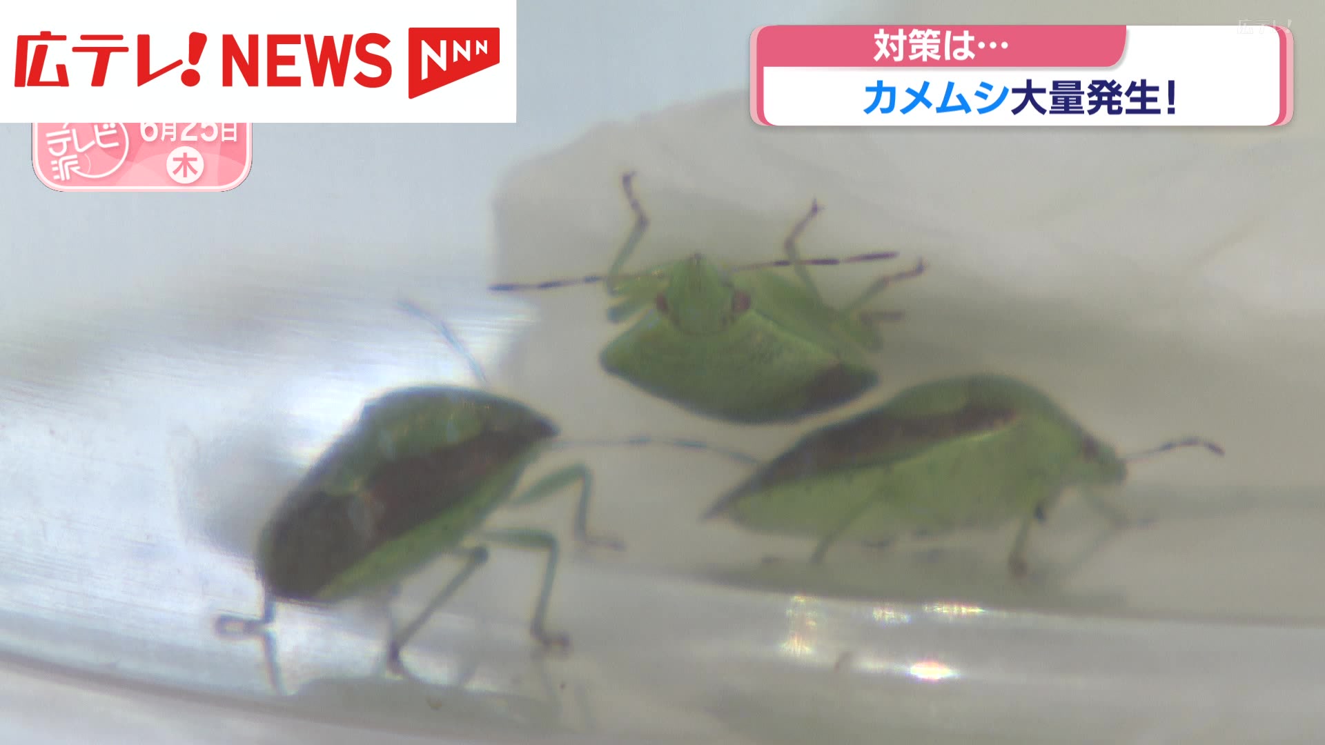 【カメムシ／発送方法修正】テレビ カメムシ大量発生に注意 高校生による対策研究が話題に（2026年6月25日