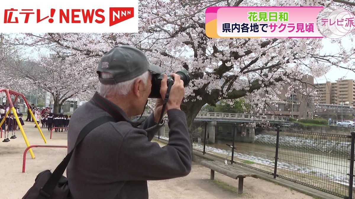 広島県内各地で桜が見ごろ　庄原市では樹齢150年を数えるしだれ桜も