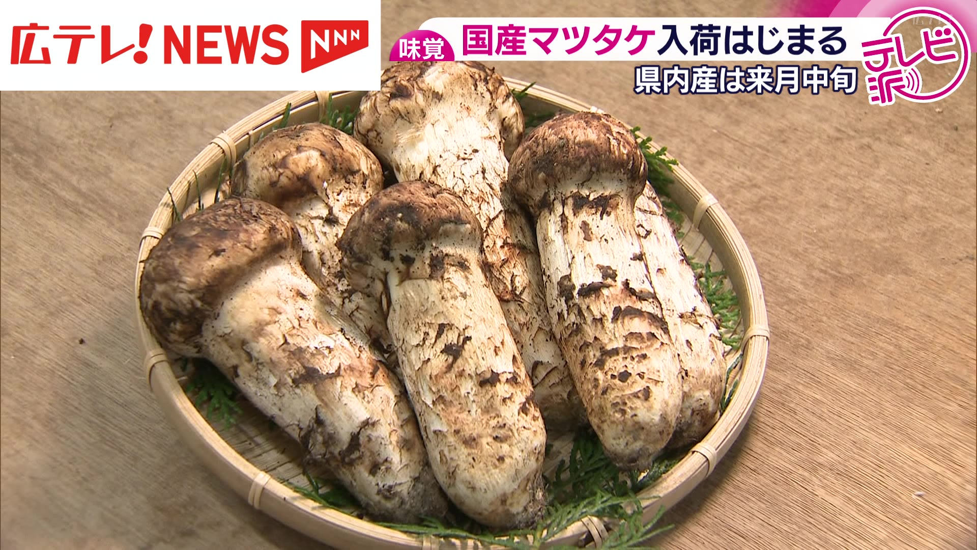 国産マツタケ入荷始まる 広島県内産は来月中旬（2025年9月29日掲載