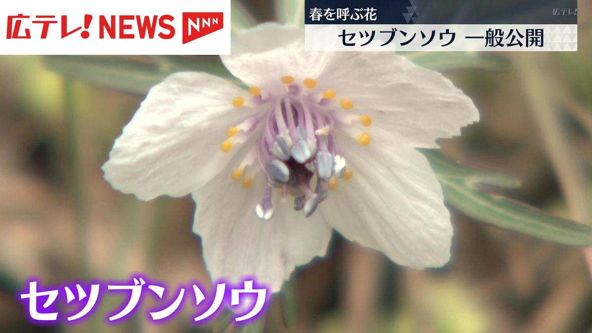 春を呼ぶ花「セツブンソウ」公開　広島・庄原市
