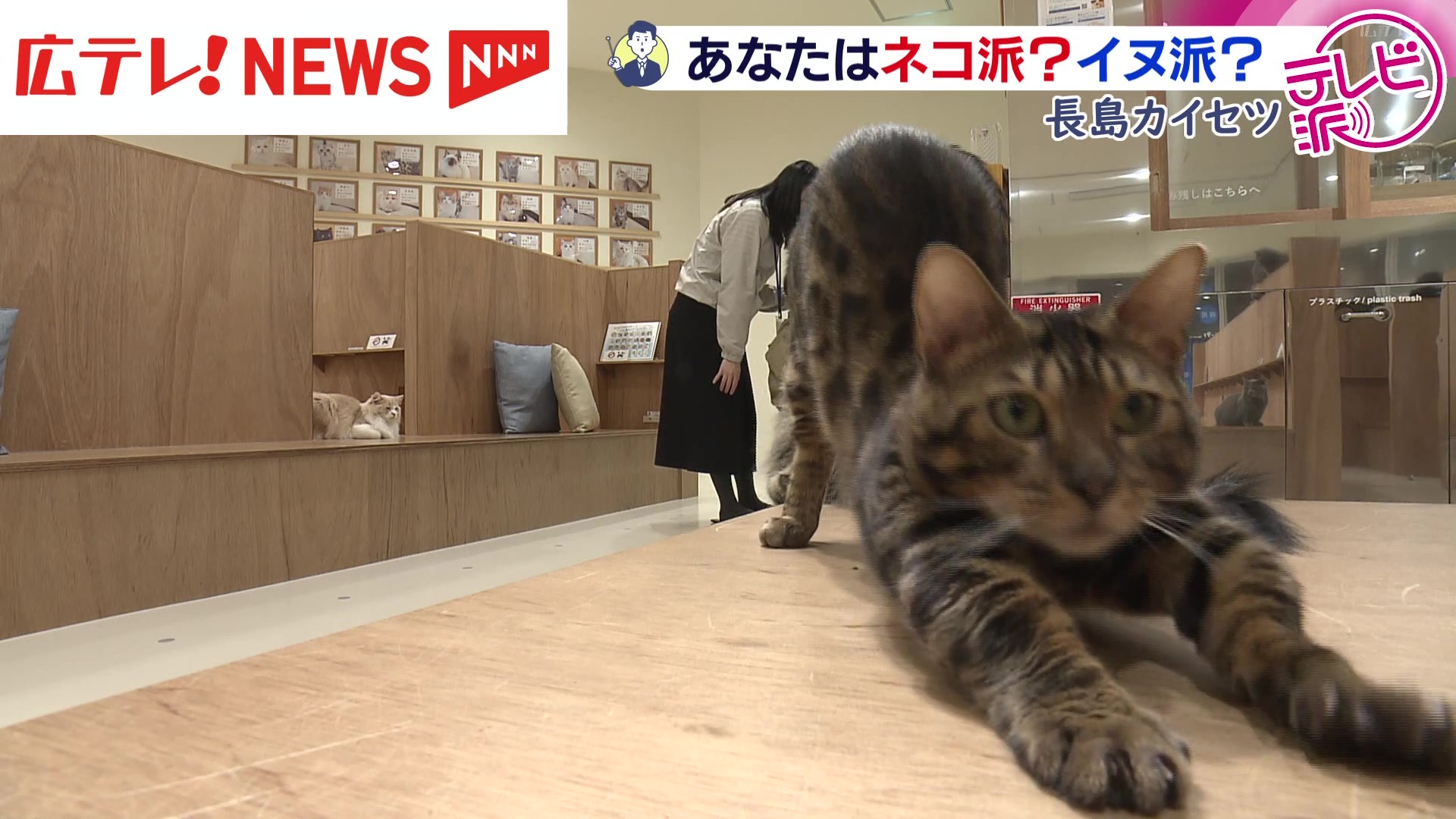 ネコが経済効果をもたらす？ 2月22日はネコの日 長島カイセツ（2026年2