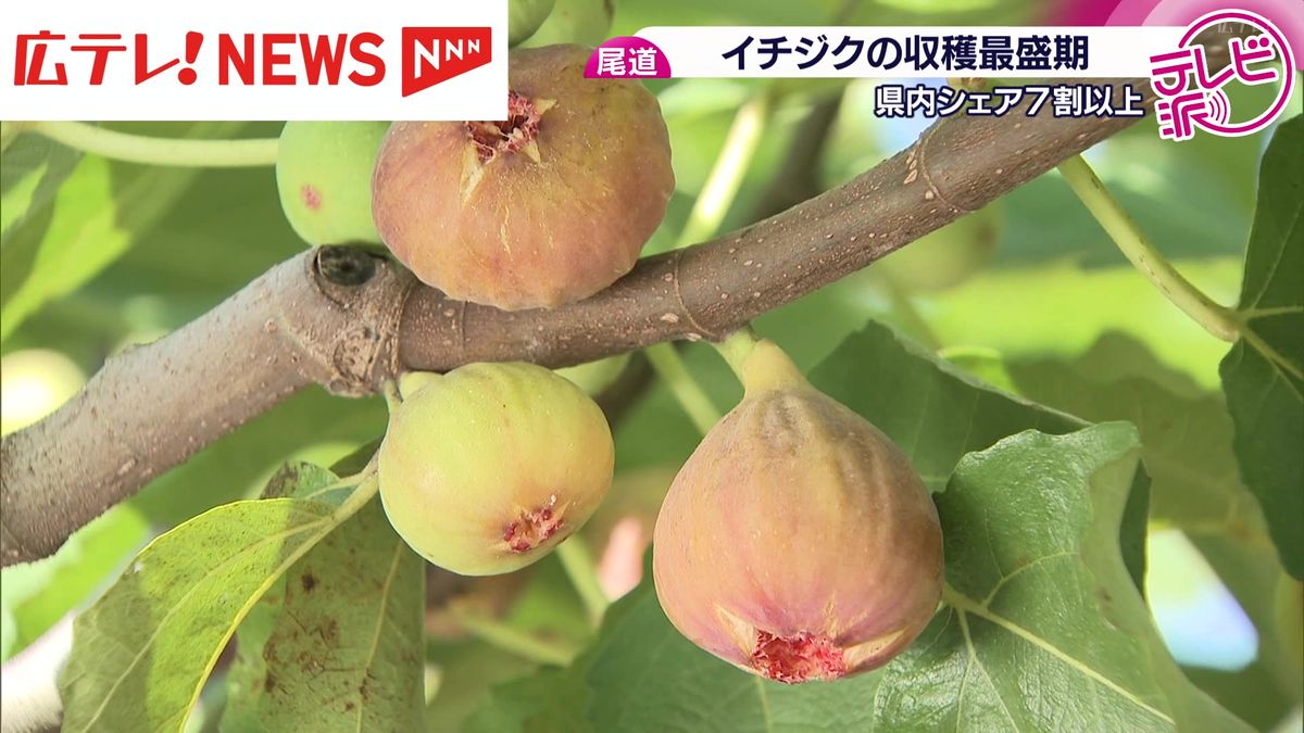 広島県内シェア7割占めるイチジクの産地・尾道市 収穫の最盛期迎える（2025年9月3日掲載）｜広テレ！NEWS NNN