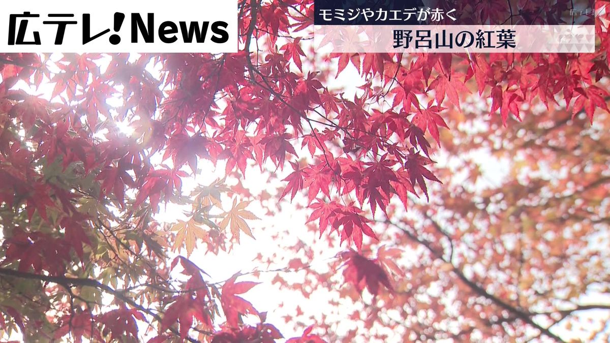 野呂山の紅葉が見ごろ　広島・呉市