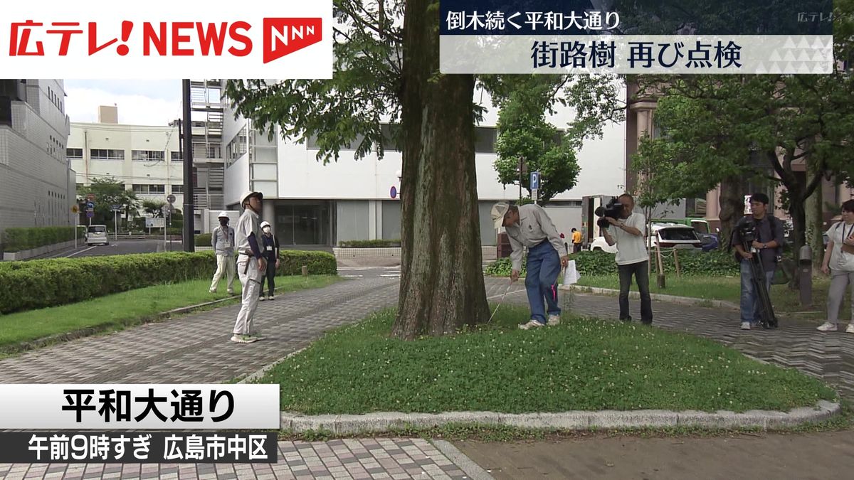 平和大通りの街路樹を一斉点検　先月の大雨による倒壊で前倒し　広島市