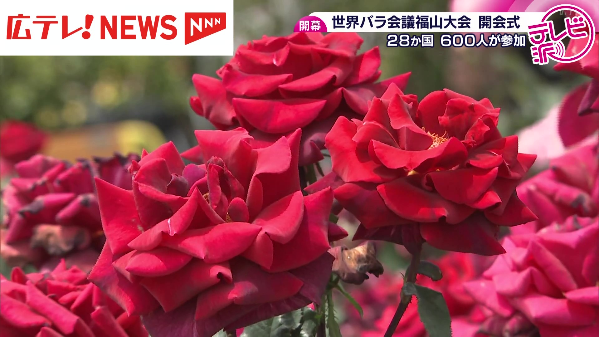 世界各国からバラの愛好家や研究者が集う「世界バラ会議」始まる 広島