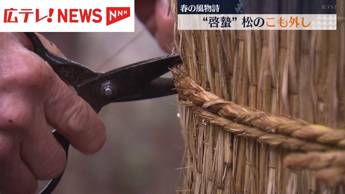 広島・縮景園　松のコモ外し