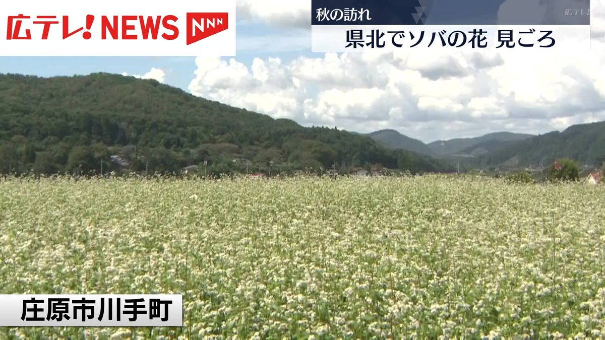 秋の訪れ　県北でソバの花が見ごろ　広島・庄原市