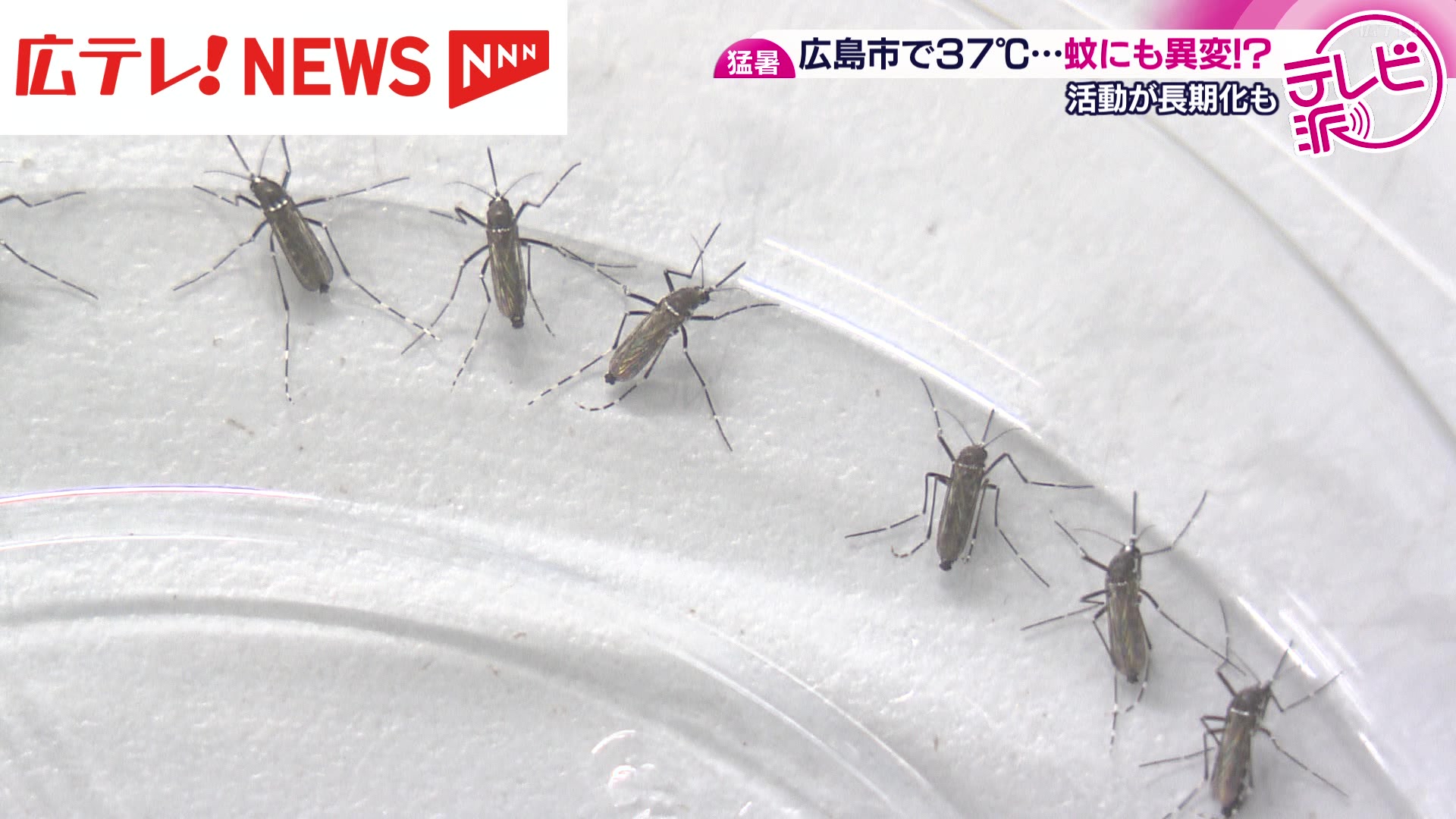 止まらない猛烈な暑さで蚊にも異変が！？ 11月半ばまで蚊が活動し